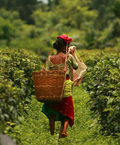 Assam tea plantation worker carrying a basket supported from her head.