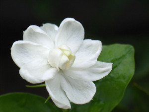 Jasmine Tea - The First Nighttime Tea | Dominion Tea