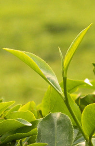 Two leaves and a bud of camellia sinensis (tea) plant contain the most caffeine of any part of the plant.