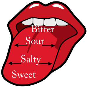Taste map of old showing sweet, salty, sour, and bitter.