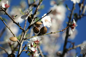 Almond blossoms and the fruit which is found in almond tea.