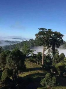 Cloud and mist shrouded tea trees of Yunnan Province