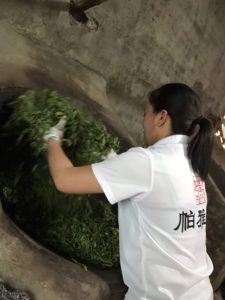 Tea processing by the Dai of Yunnan China