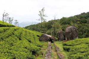 Tea bushes in Sri Lanka.