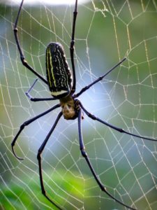 One of the largest spiders on the planet found in large parts of Asia