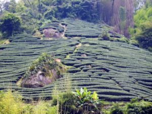 Tea fields growing up a mountainside.