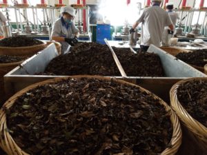 Aged White Tea Manufacturing in Fuding