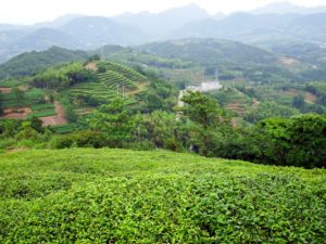 Rolling Tea Fields in the Mountains of Fuding China.