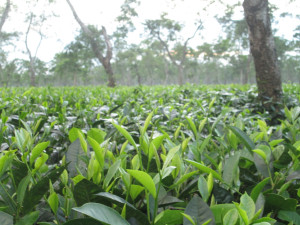 Assam Tea Garden, India